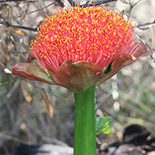Scadoxus puniceus